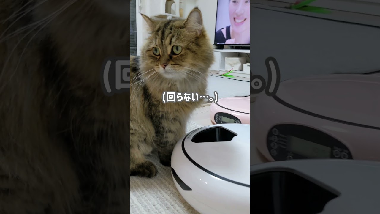 覚えてる？久しぶりの自動旧給餌器練習。【ミヌエット】＃Shorts #cat #猫