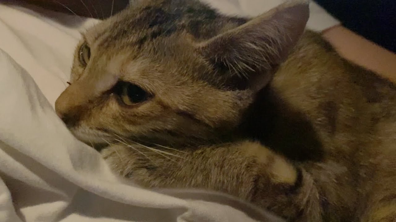 【緊急保護】必死に助けを求めてくる子猫がしがみ付いて離れない理由は…