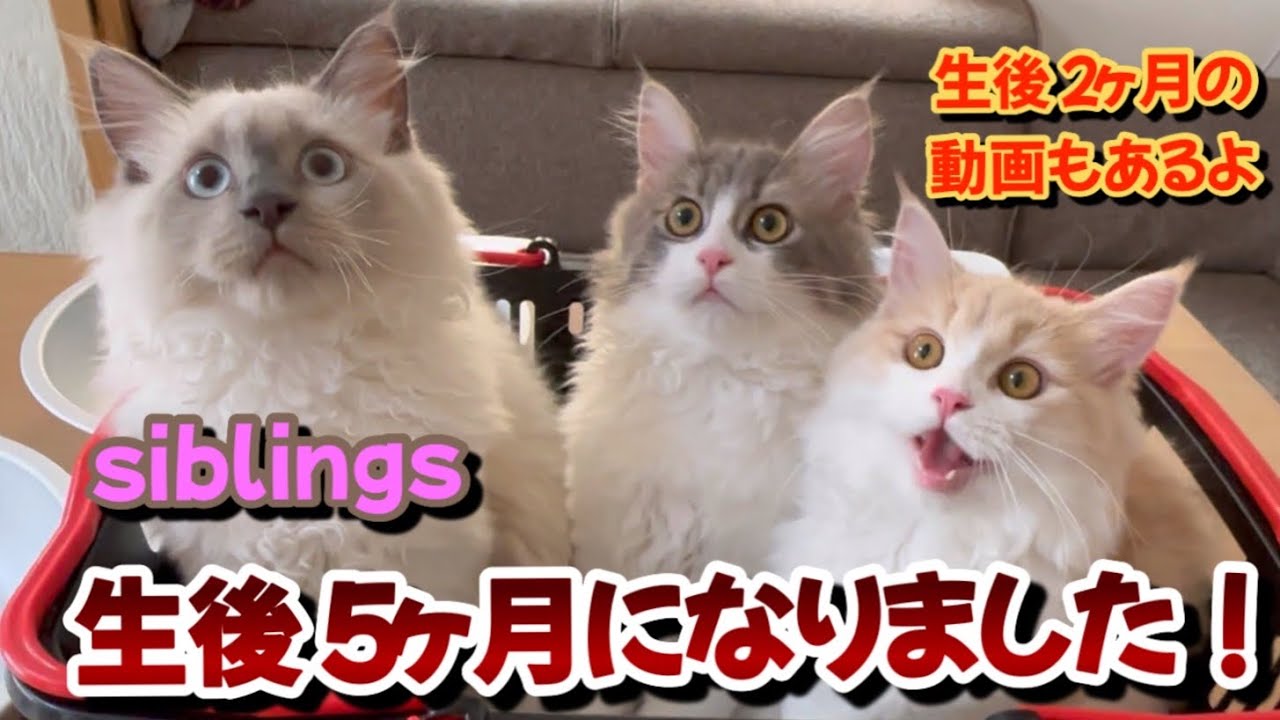 同じ日に生まれた兄妹弟　すくすく育った記録　生後５ヶ月になりました　可愛すぎる生後２ヶ月の動画もあります　子猫のサイベリアン　kitten siberian アレルギー　クラッキング　बिलौटा