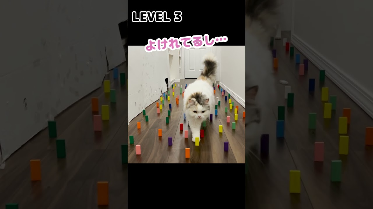 【検証】廊下を全部ドミノにしたら猫はどうする？ #Shorts