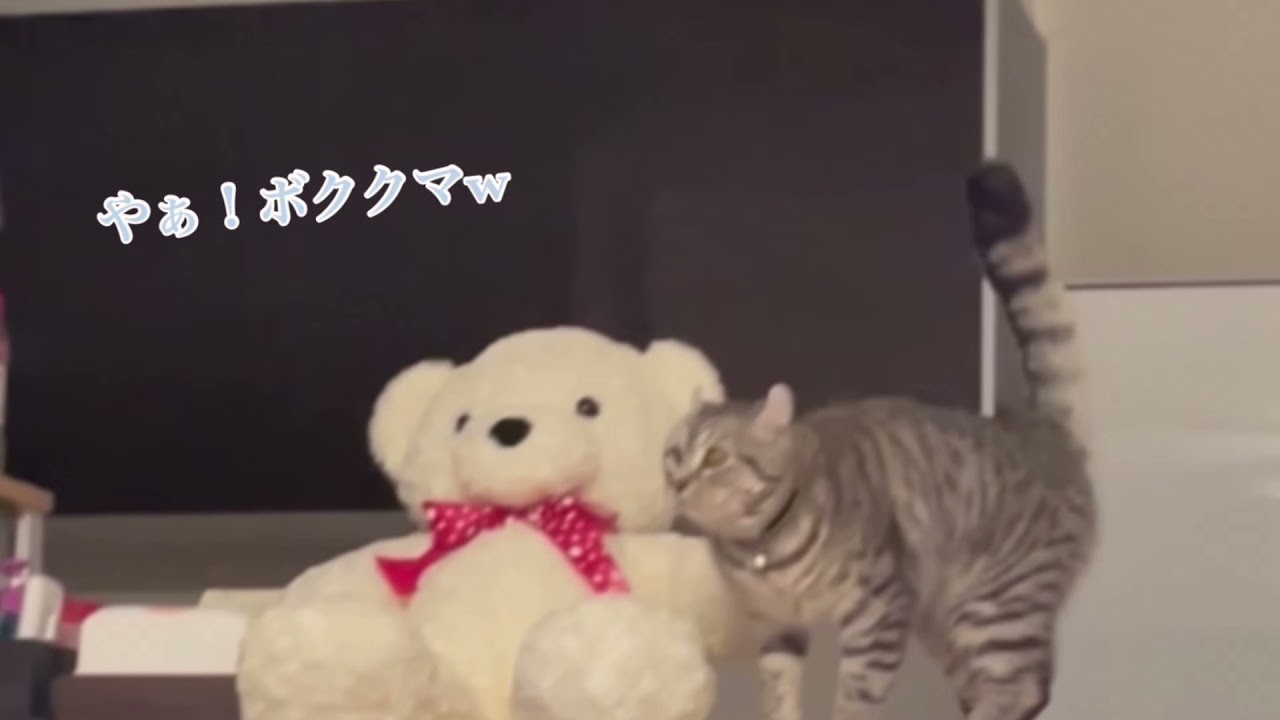 『アメリカンカール☆のり太』おやつの攻防してる猫が可愛すぎる(*^^)v