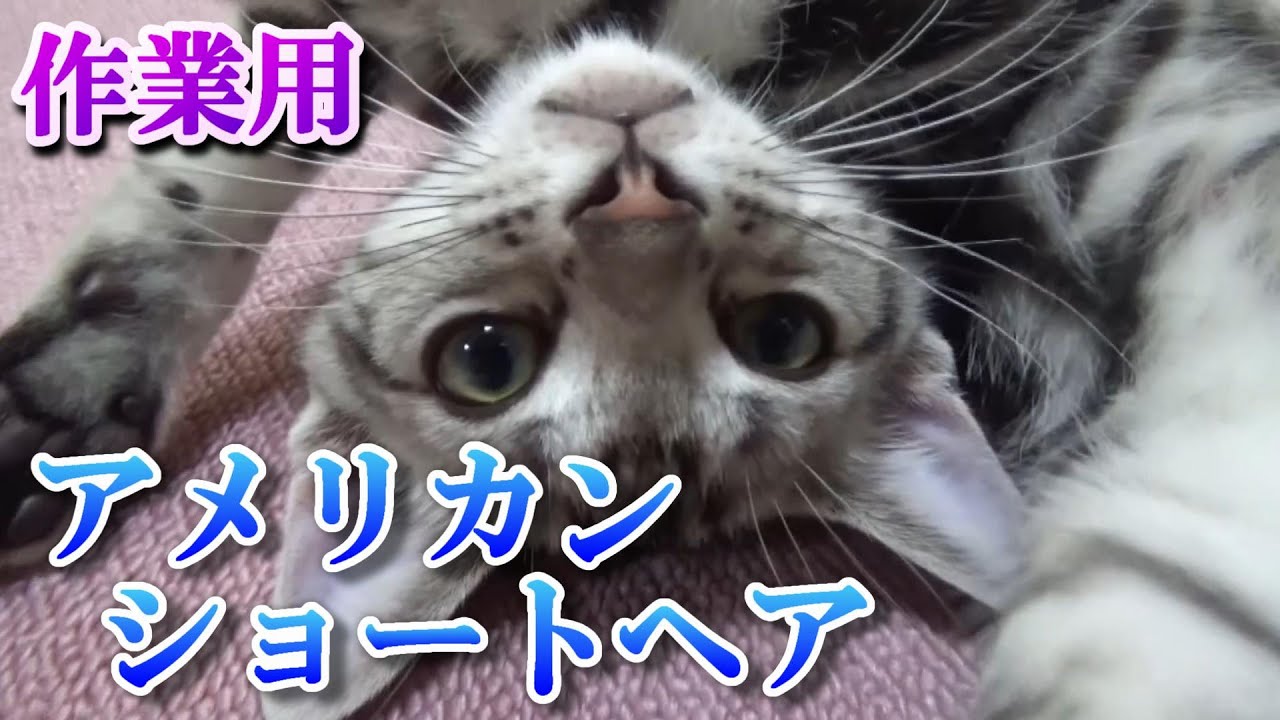 作業用猫動画　手作りキャットタワーと子猫（アメリカンショートヘア）