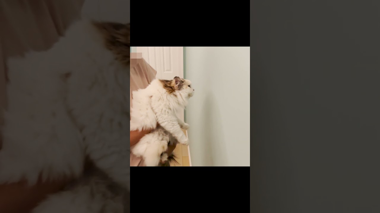 【検証】壁に手をつけたらかしこい猫らしい #shorts