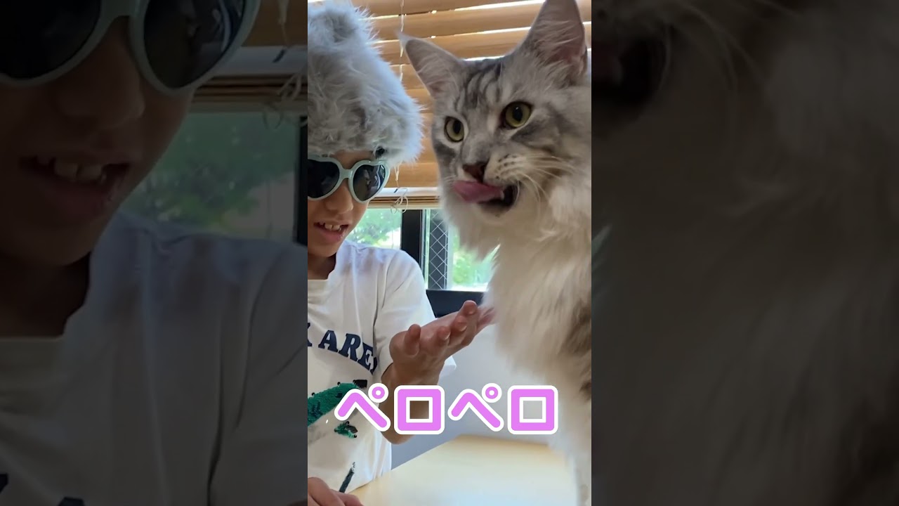 毛玉取りシロップをペロペロする #大型猫 #メインクーンのオス #shorts