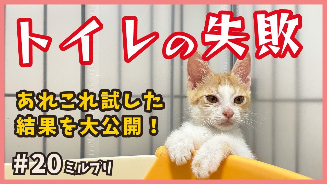子猫のトイレ失敗はこうして直す！？参考にならない不思議ちゃんですが、可愛いのでお許しください。【アイドル猫・ミルプリ20】/ cute kittens are idols