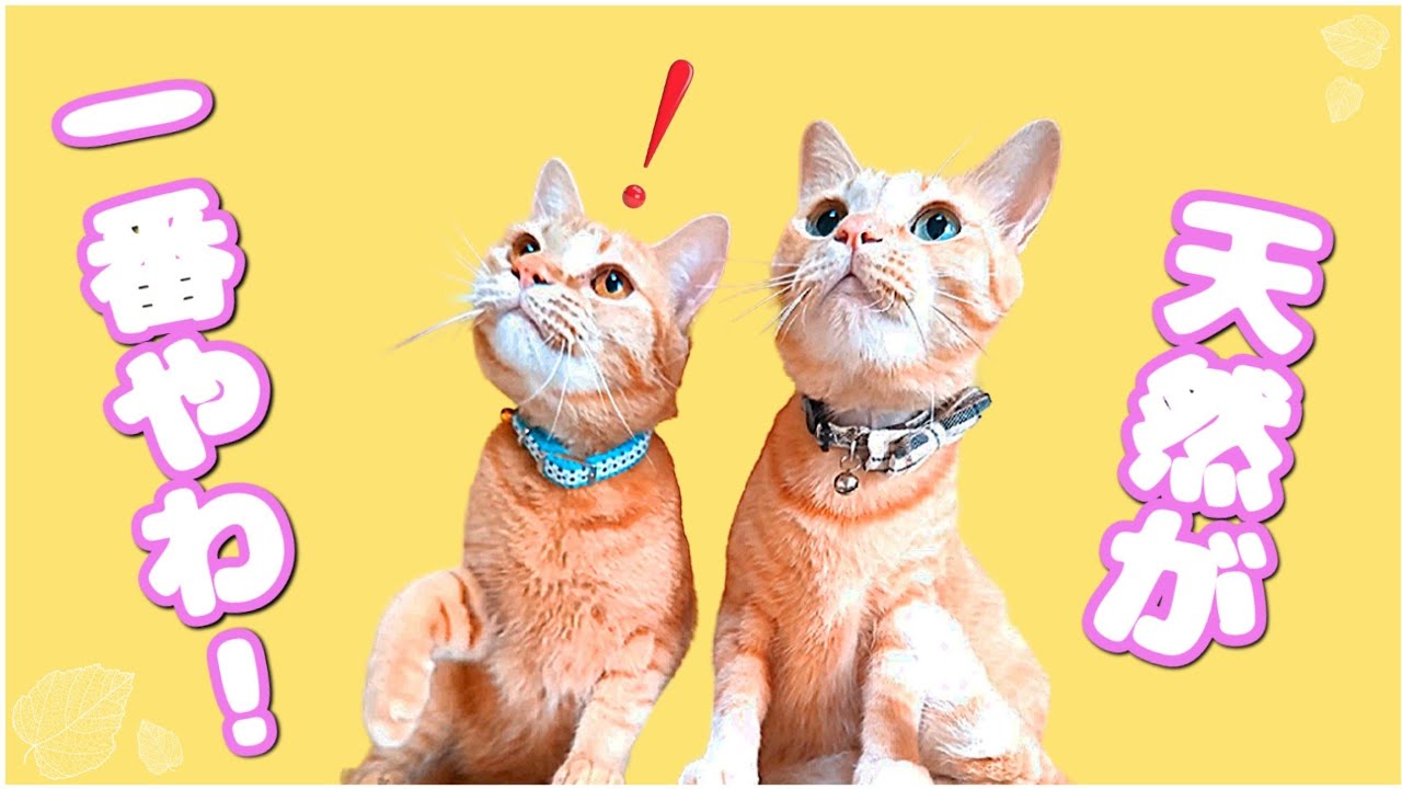 【NO52】お金出しては買えない物がお好き💓😻✨
