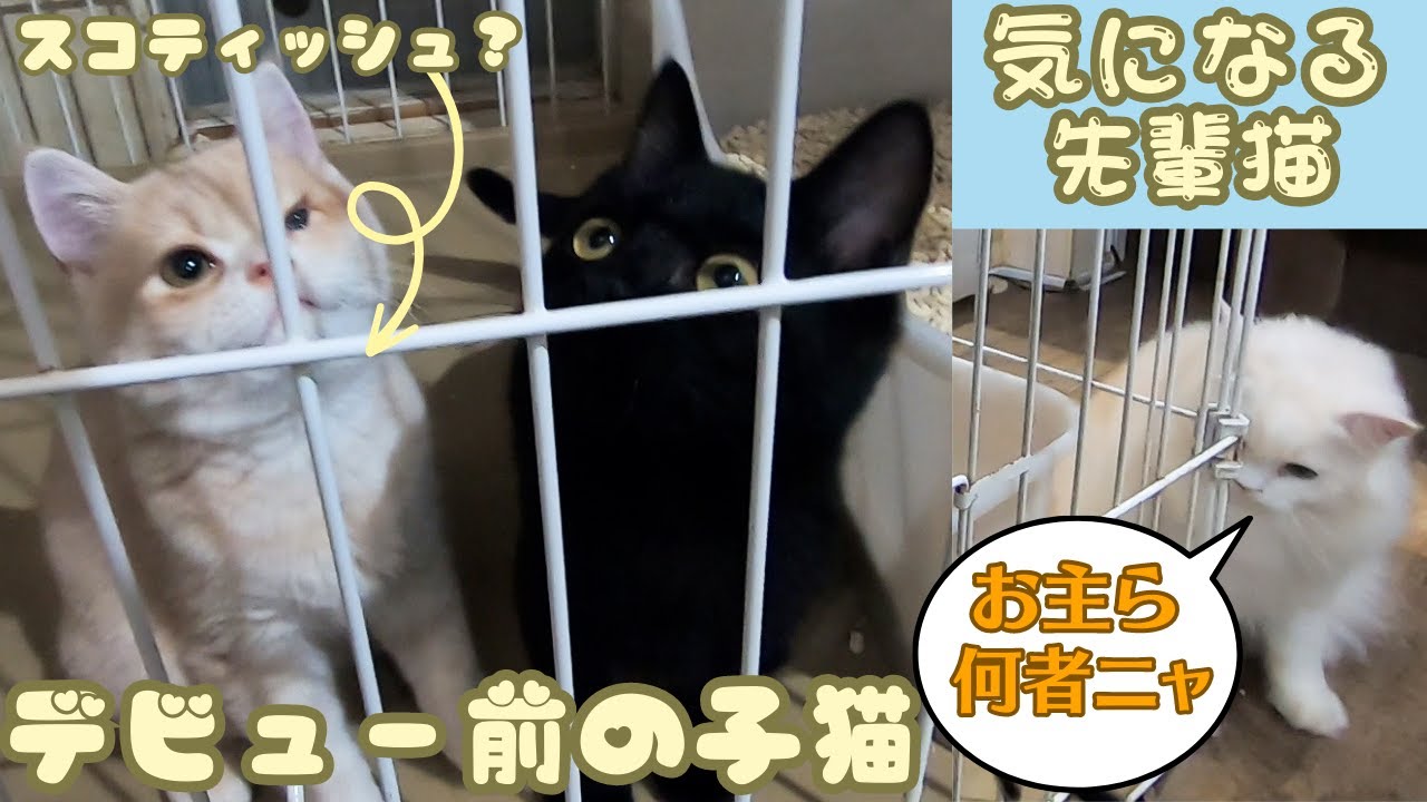 黒猫とスコティッシュフォールド風の子猫がデビュー前その時大人猫は・・・（保護猫カフェ猫の木）十三駅　Black cat and Scottish Fold kittens pre-debut