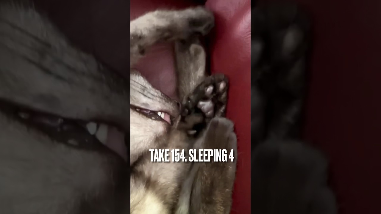 【#爆睡猫 にゃ】#眠り猫 #sleepingcat #起きない猫 #カリモクパーソナルチェア 快適過ぎて #thefirst #横取りねこ #shorts #エジプシャンマウ