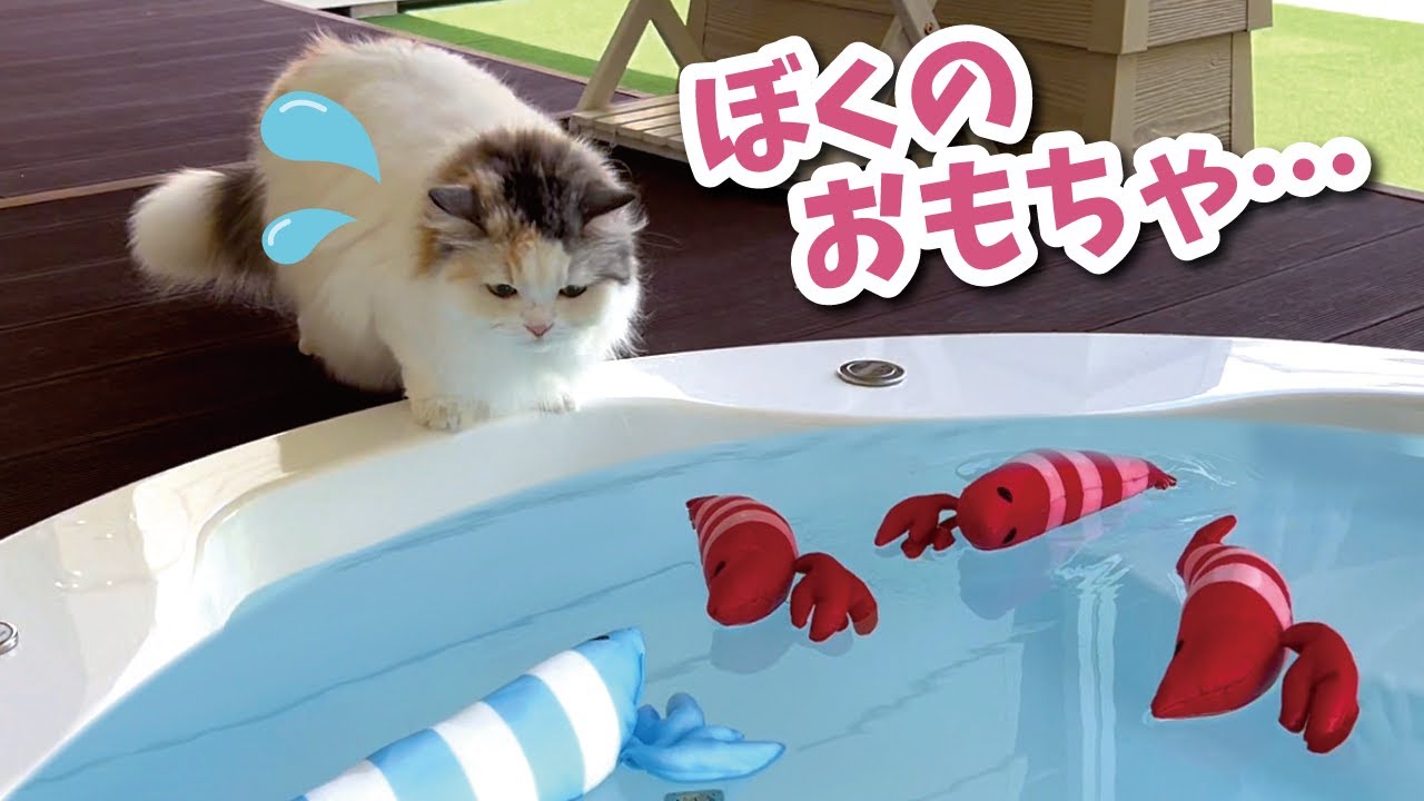 大好きなオモチャが水浸しになっていた時の猫の反応がこちら