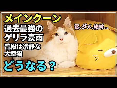 大型猫メインクーンの非日常。猫生史上最強の雷で身動きがとれなくなった猫【メインクーン】