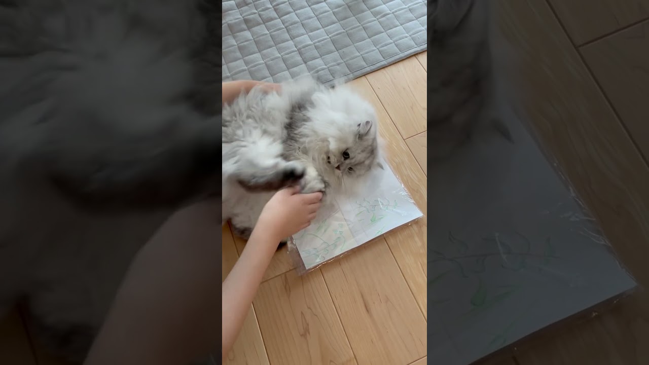 学校に持っていく絵から降りてくれない猫 【サイベリアン】 #Shorts