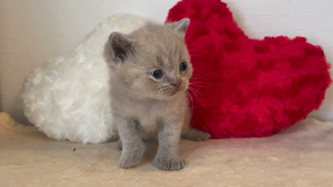 ブリティッシュショートヘア 【ライラック】癒し顔のブリ兄弟💕