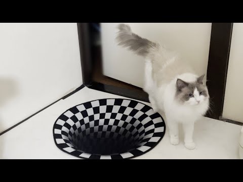 床にトリックアートを置いてみたらラグドール猫の反応が100点すぎましたw