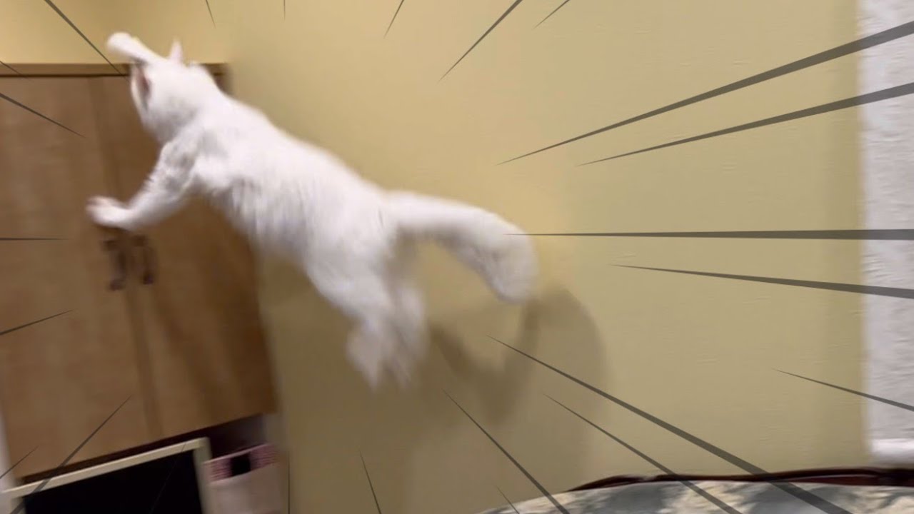 【大運動会‼︎】身体能力が高すぎて追いつけない！！家中を走り回るターキッシュアンゴラww