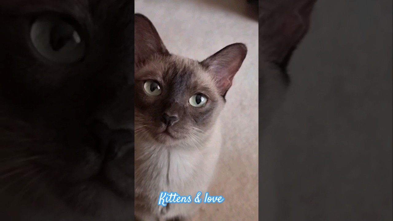A #cat is needed in every home😸/ #Кот нужен в каждом доме😺 #Tonkinese #тонкинез