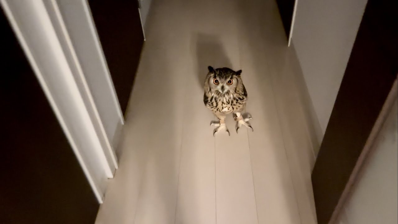 #847 待つフクロウ Waiting owl 【ベンガルワシミミズク】