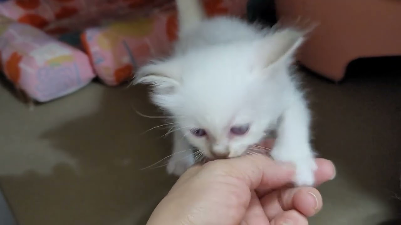 ちびちび可愛くなりました