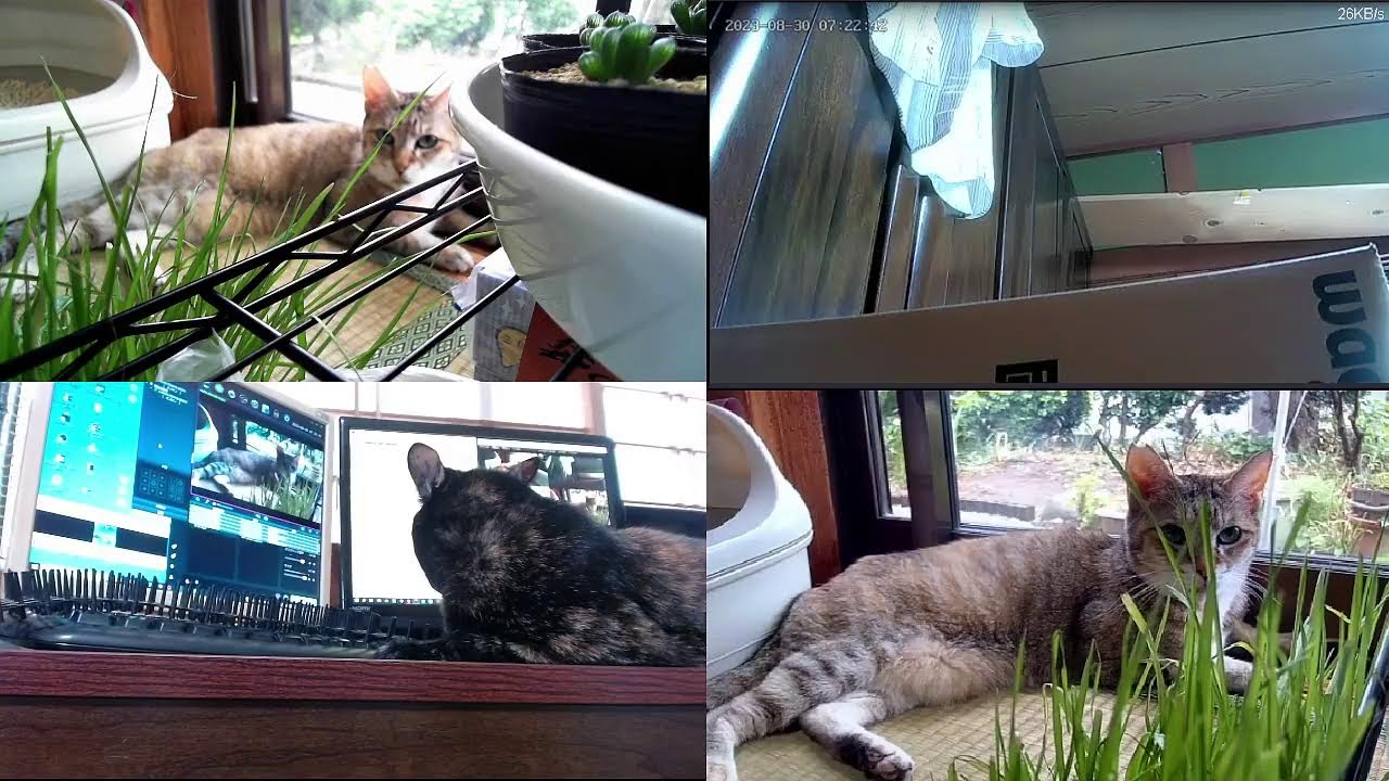猫と自然と時々車載    cat live