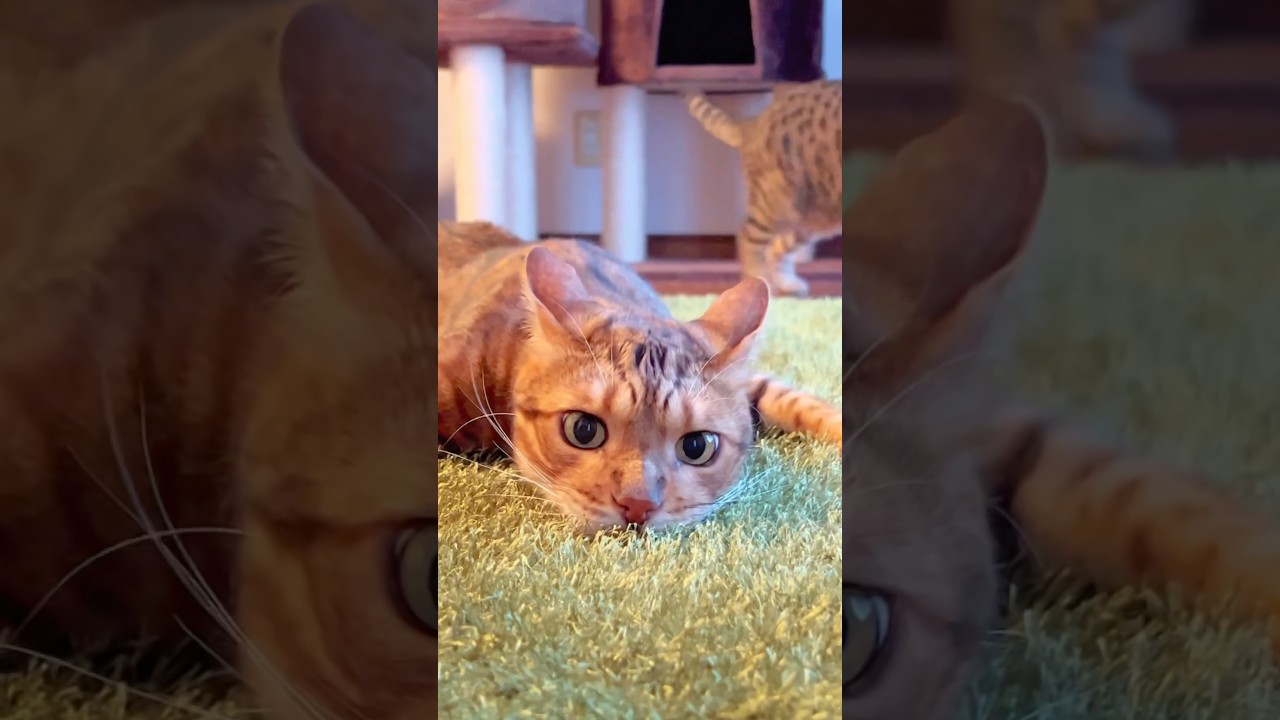 こんな面白いベンガル猫いる？wwwww | Funny Bengal cat