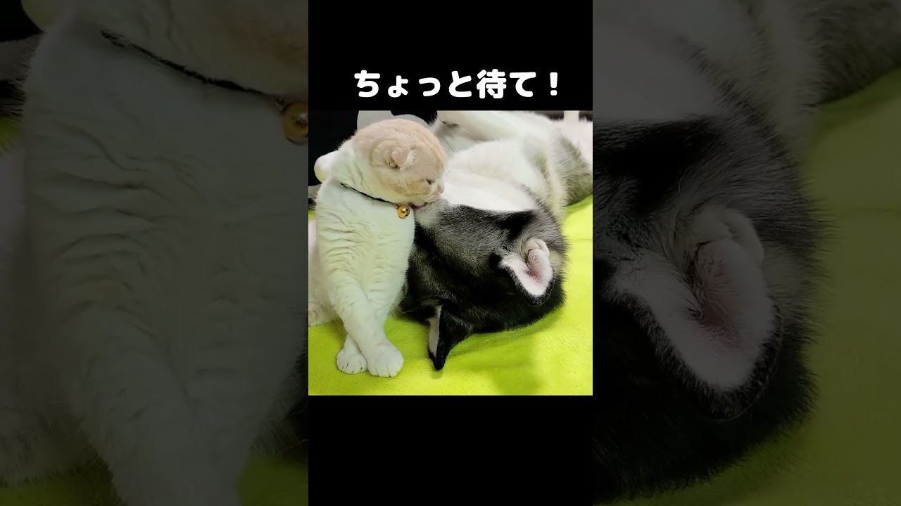 ちょっと待て！の猫 #犬と猫