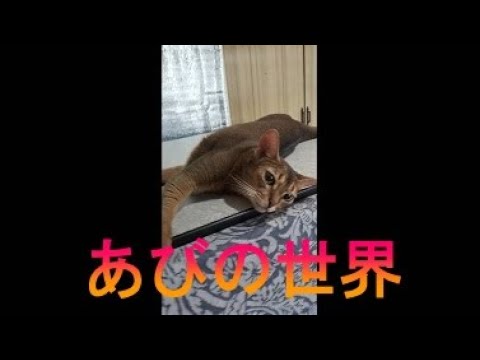 ネコ動画あび＃2004　あびの毎日　アビシニアン　あび
