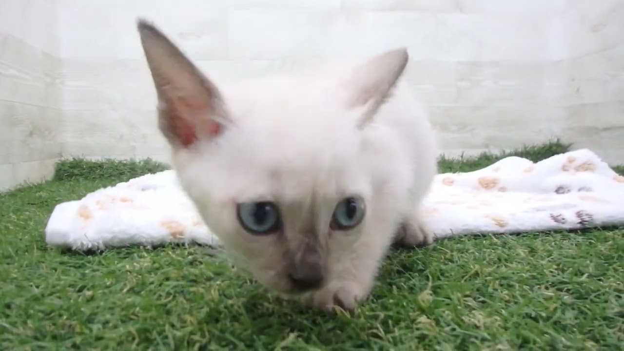 Coo&RIKU　No00647572 トンキニーズ