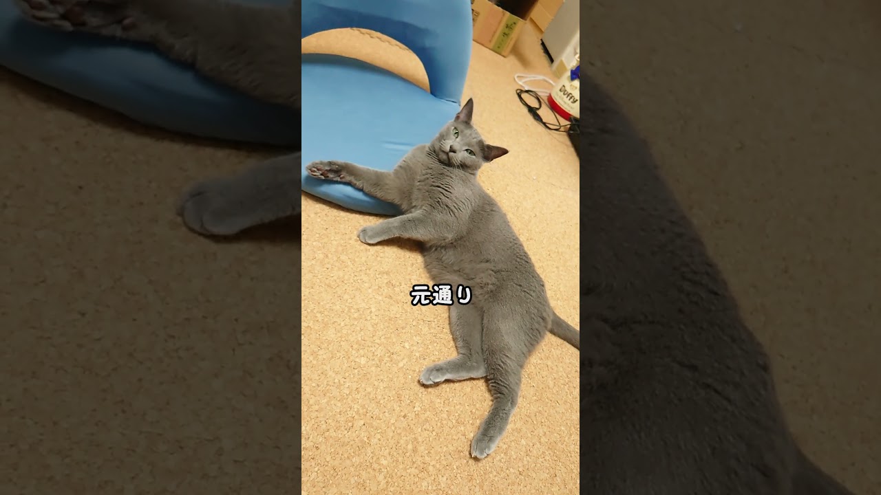 【猫動画】自由に過ごすロシアンブルー【russianbule】#shorts　#cat　free time russian blue