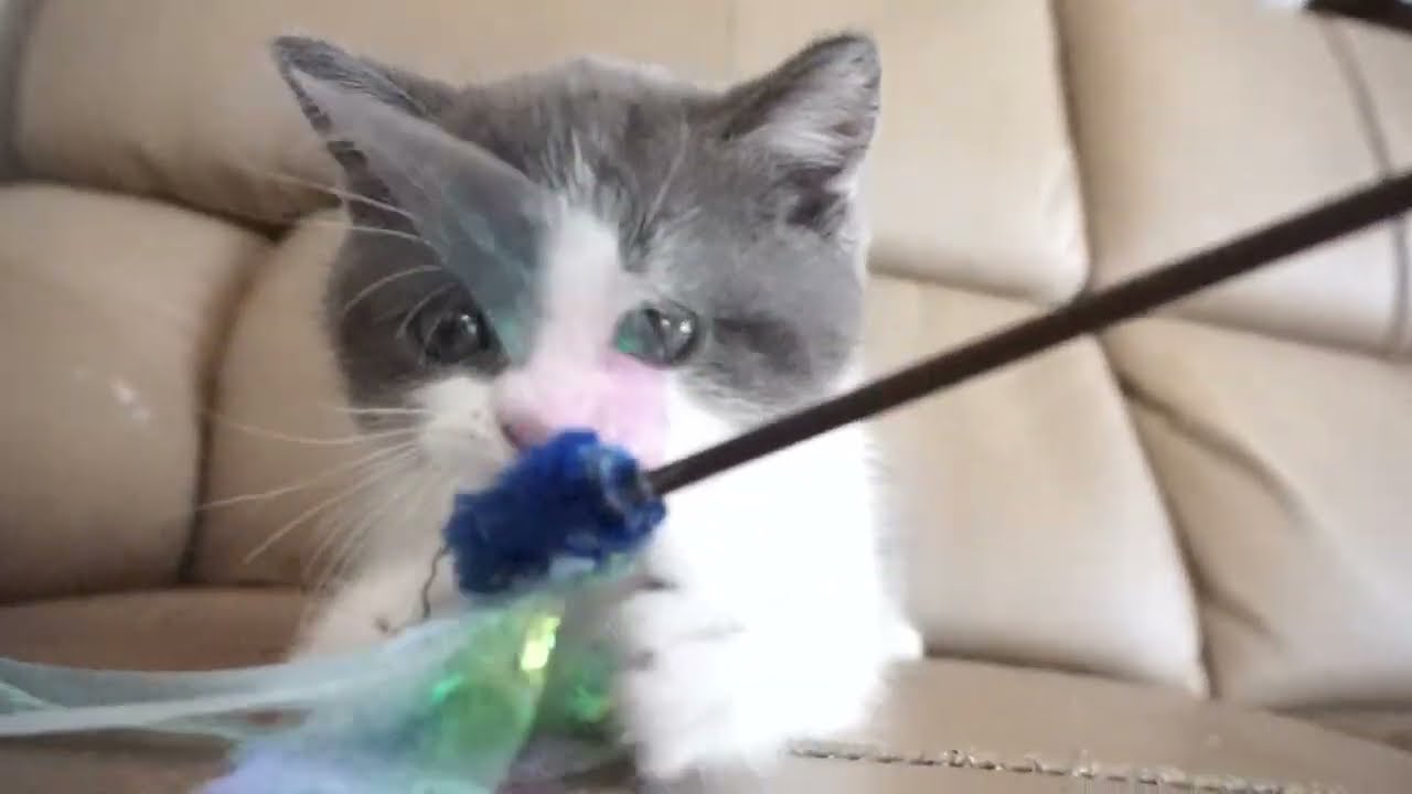 ブリティッシュショートヘアー子猫　British Shorthair　2023.7.10産まれ　ブルー&ホワイト　男の子　シーダキャット猫のお店