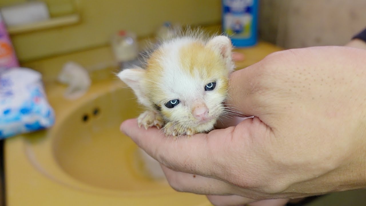う◯ちまみれの子猫が初めてのお風呂で…ｗ