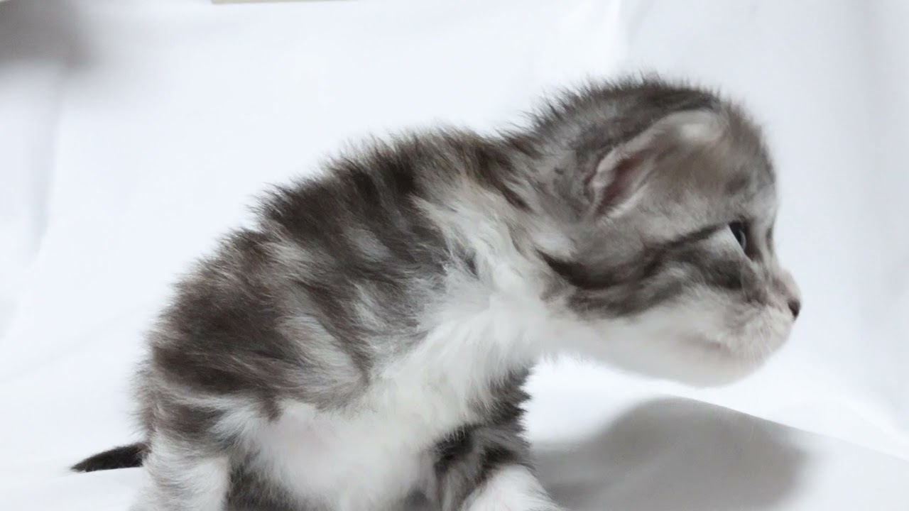 生後20日シルバーのメインクーン赤ちゃん彰久君