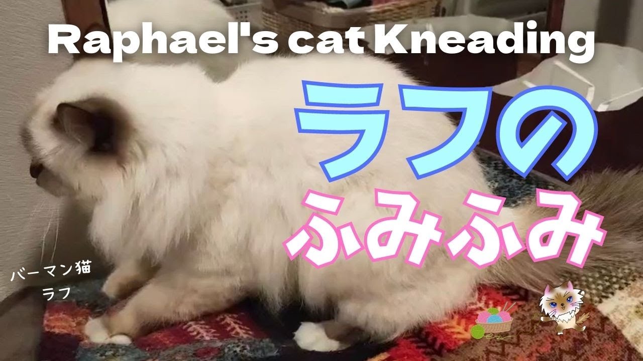 癒しの時間【ラフのふみふみ】Raphael’s Kneading （バーマン猫）Birman/Cat