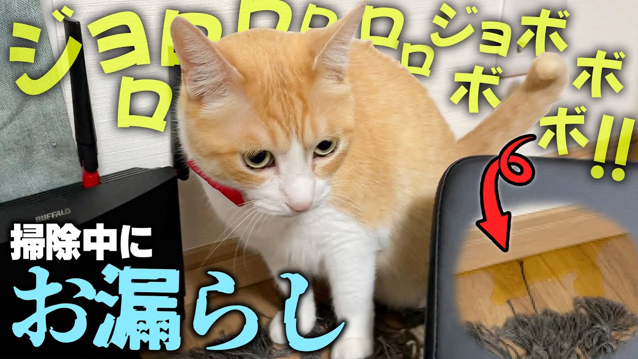 トイレ掃除をしている真横で猫がすんごい量のお漏らしをしてしまいました…