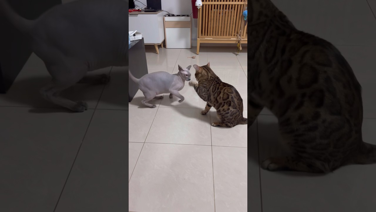 毛のない猫とベンガル猫の戦い（猫の喧嘩）【スフィンクス ベンガル猫】