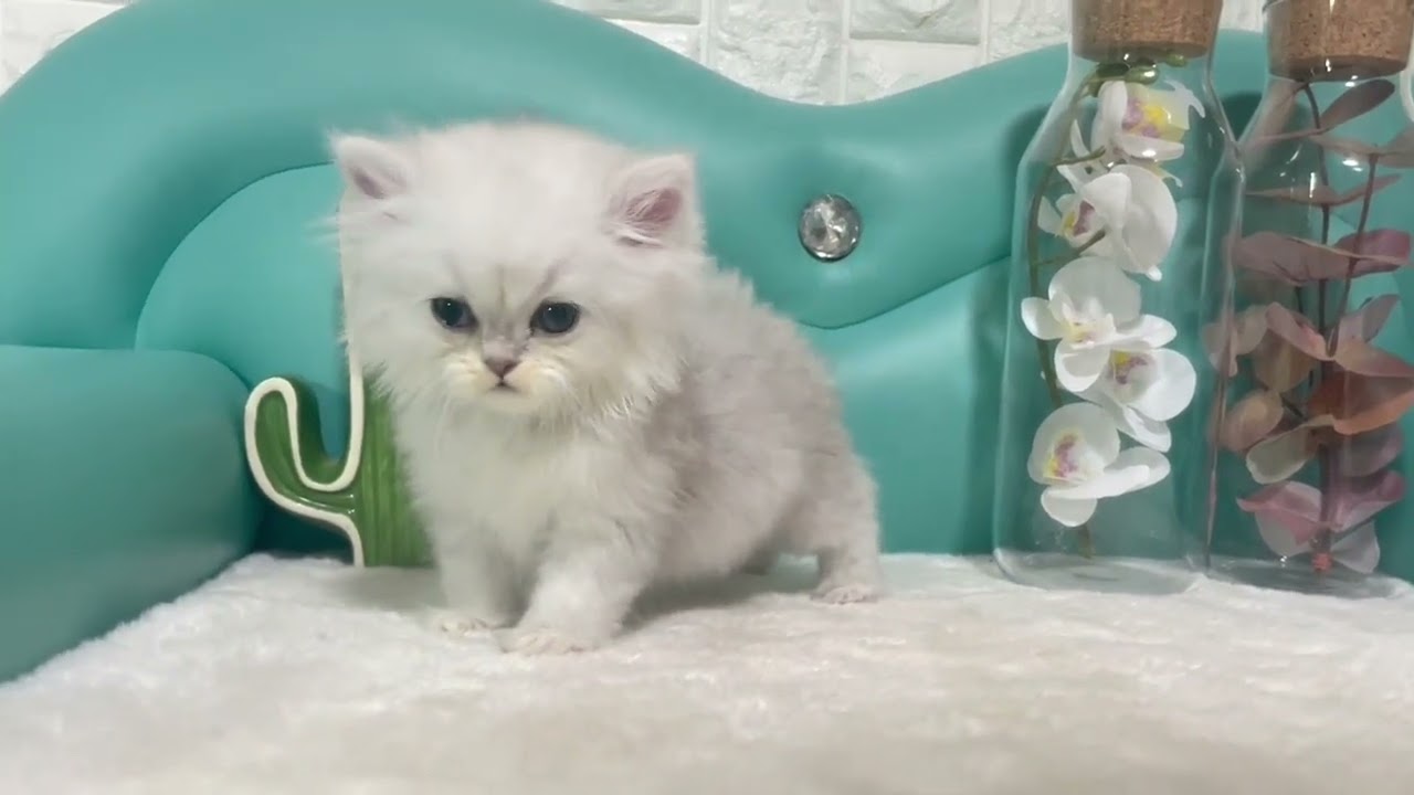 ペルシャ（チンチラ） 【チンチラシルバー】極上短足なペルシャ⭐️