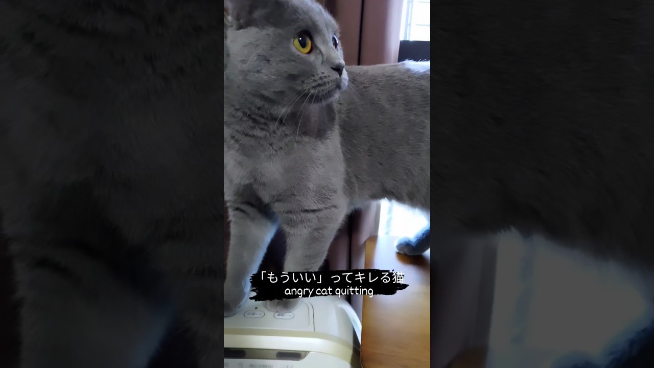噛んだり怒ったりする猫のシャルトリュー（Chartreux cat biting and angry）