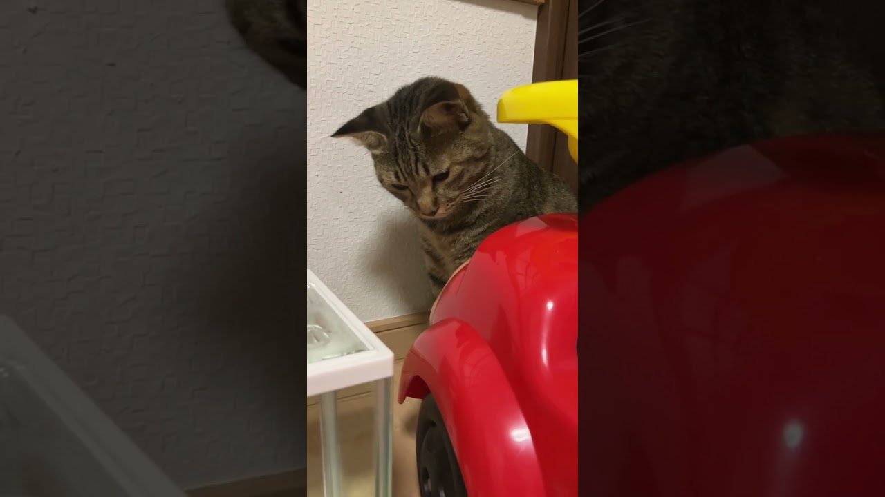 そらそうなるよね、、猫だもん #保護猫 #日本犬 #甲斐犬一休と猫のしずくと僕のチャンネル