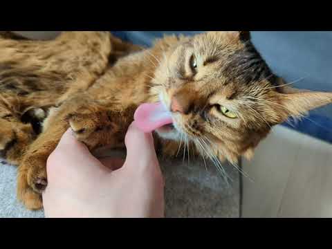【589日目】今日も元気に毛づくろい！にちょっかいを出す僕 #ソマリ #cat