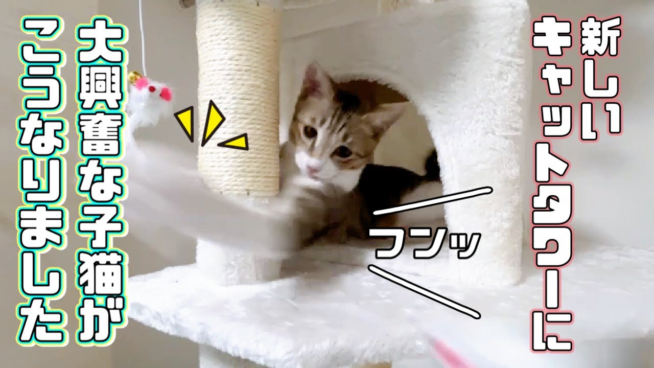 【保護猫】新しいキャットタワーに大興奮の子猫が可愛すぎました❘AIFYキャッとタワー