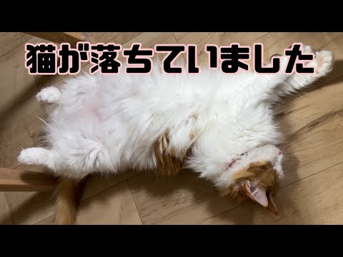 猫が落ちていたので急遽撮影したらつりそうになりました【マリー（メインクーン）】