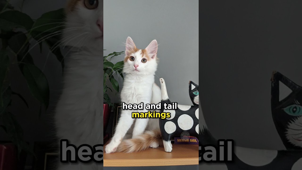 The Turkish Van  #cats