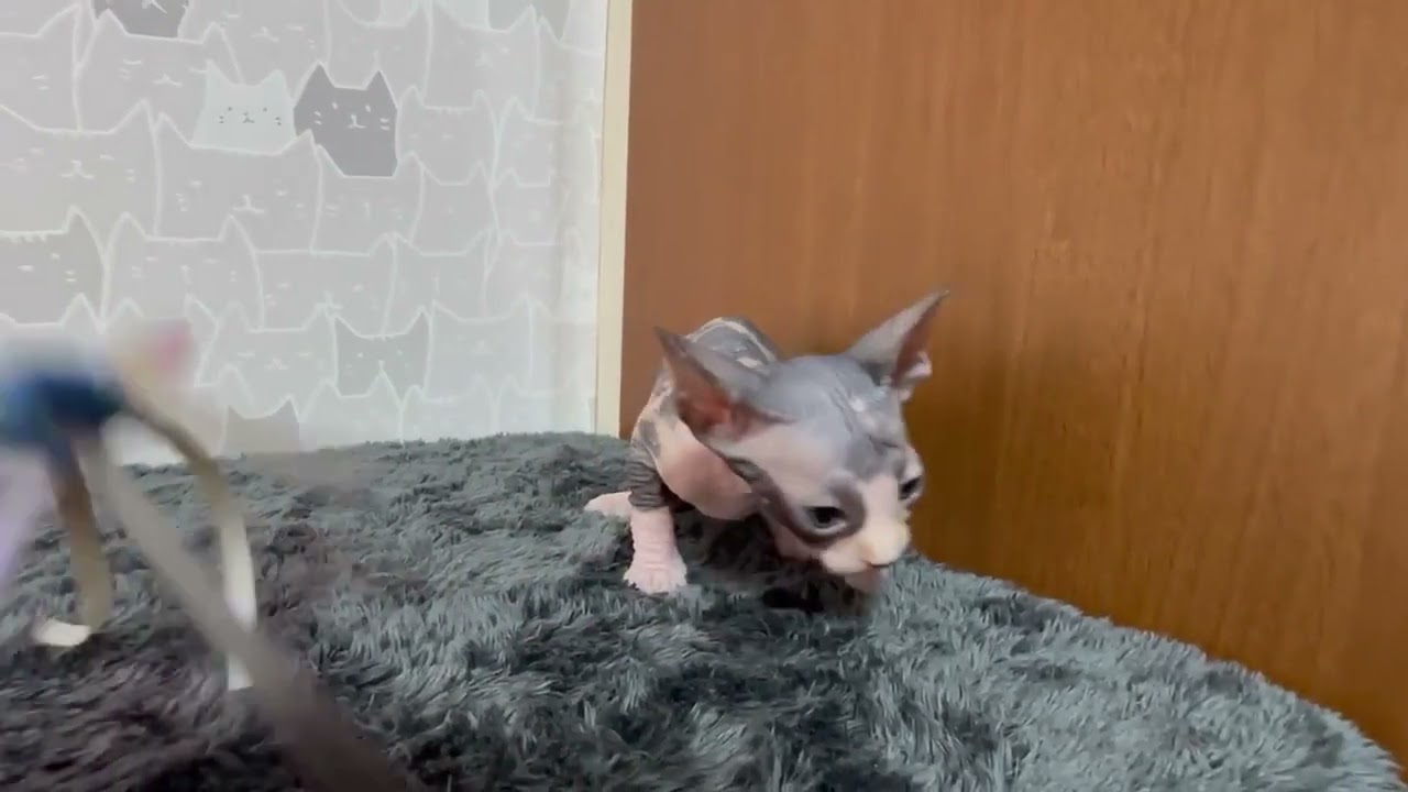 スフィンクス 可愛いトーティ&ホワイトの女の子♥️