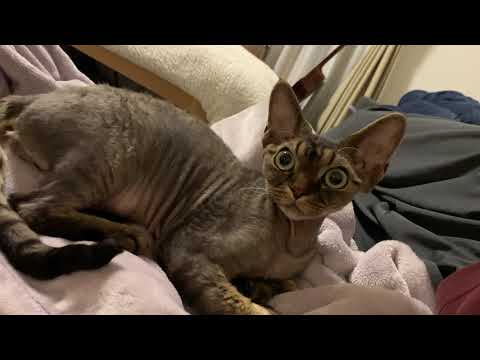 デボンレックス子猫が夕飯の後まったりしています(Devon Rex kitten relaxing after dinner)