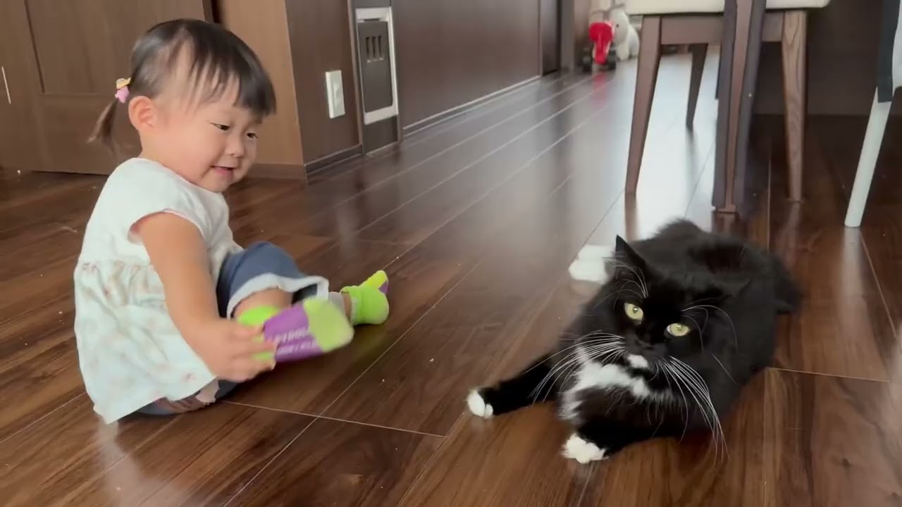 シッポで起こす猫と子供のオモチャに入り込む猫　ノルウェージャンフォレストキャット　ラガマフィンA cat that wakes up a child with its tail. Norwegian