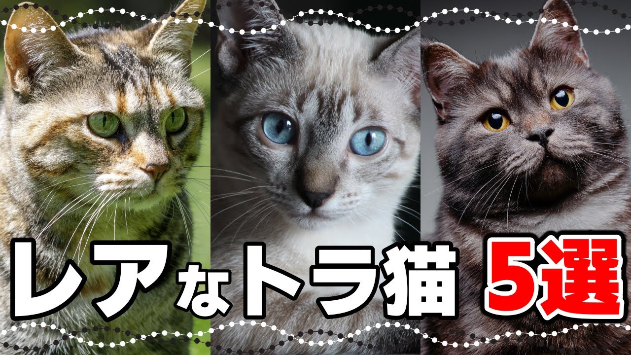 いくつ知ってる？珍しいトラ猫の毛色5選