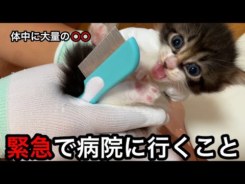 【閲覧注意】生まれたて子猫に異常が起きたので緊急で病院へ
