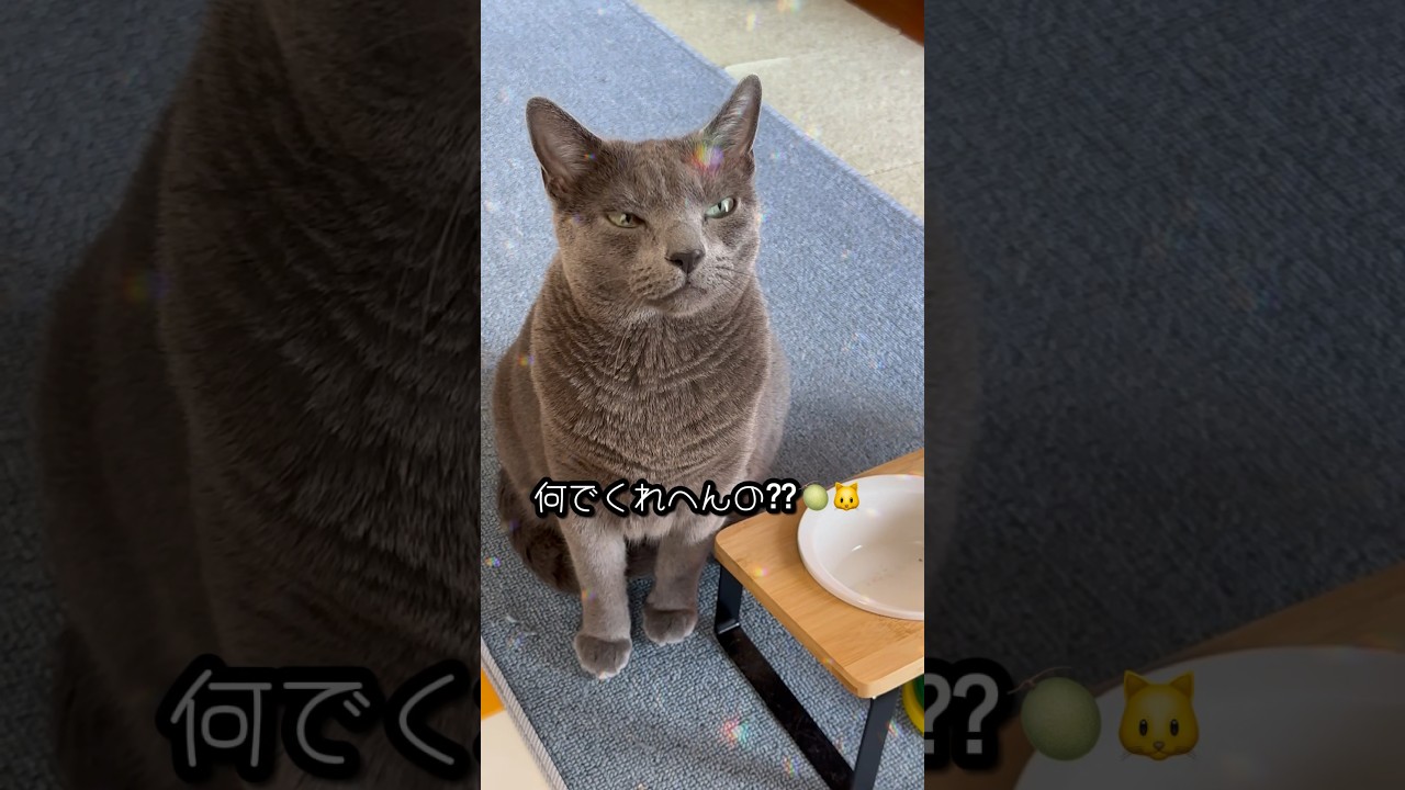 【ロシアンブルー】食いしん坊めろん、健康診断の為12時間の断食😂よく頑張りました🥰【猫】#shorts