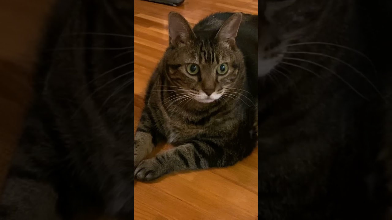 廊下ですまし顔のおデブ猫#shorts Fat cat with a nice face in the hallway