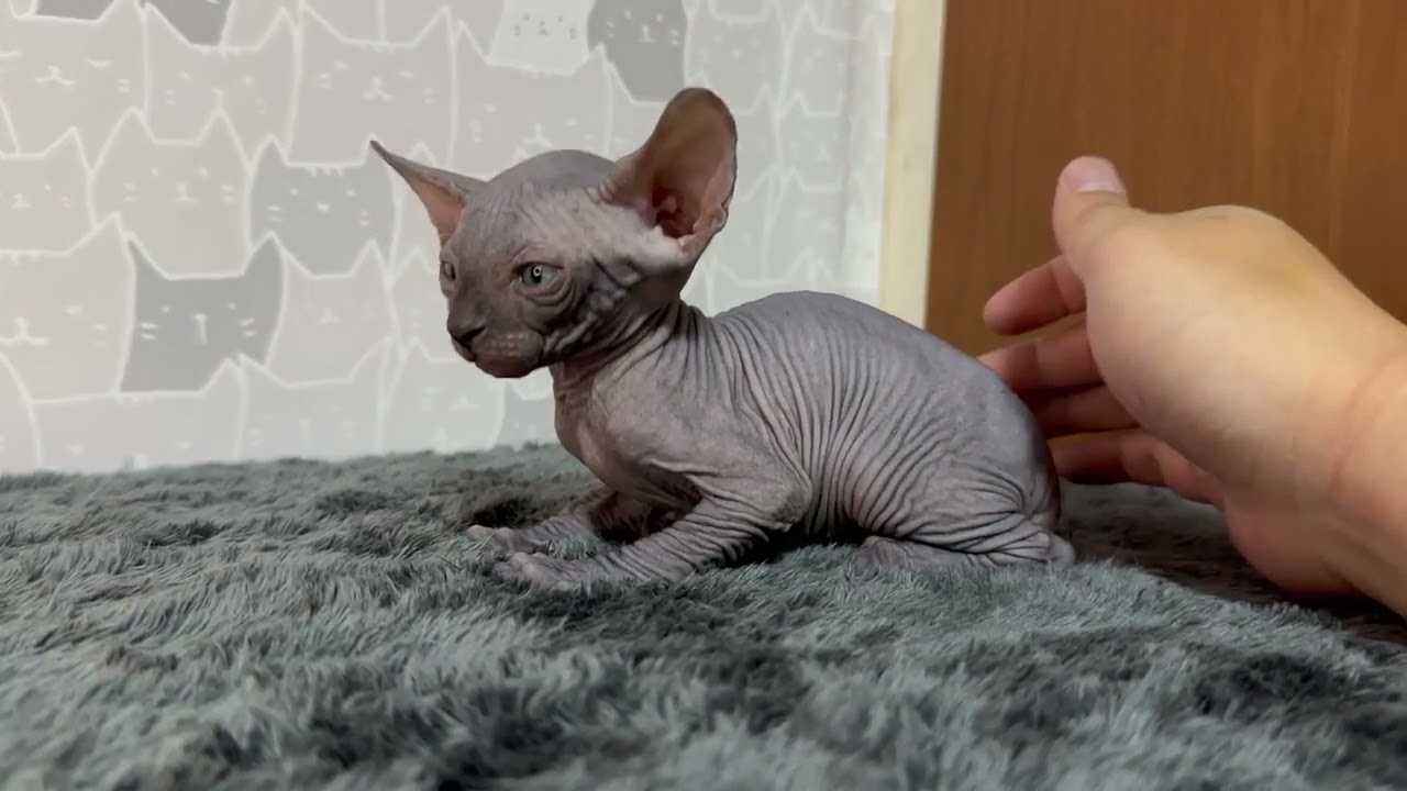 スフィンクス ブラックの可愛い男の子❤️