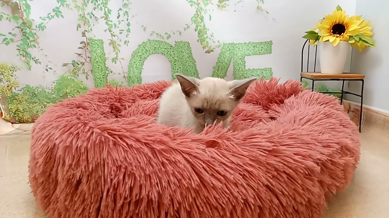 646480 トンキニーズ