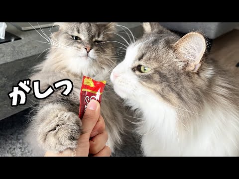 ちゅーる大祭り開催中です🎆 ノルウェージャンフォレストキャット